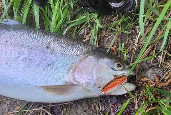 Kunstköder,Spinner, Blinker von Myran Spinner & Blinker von Falkfish Forellen-, Hecht- und Zanderwobbler