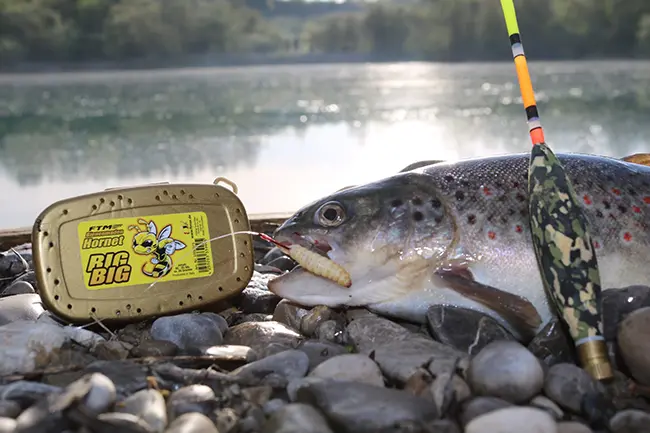 Lebendköder, Tauwürmer, Dendrobena, Maden, Bienenmaden